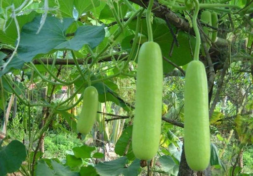 Nam Tao Yao ,Bottle gourd Seeds, ((Lagenaria siceraria) Asian vegetable - Caribbeangardenseed