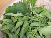 Broccoli Raab SEEDS, Spring RAAB ,rapini (Brassica Rapa) Asian Vegetables - Caribbeangardenseed