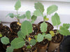 Brussel Sprouts Seeds ,HEIRLOOM vegetable - Caribbeangardenseed