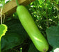 Calabash Long ,Edible bottle gourd Seeds (Asian vegetable) - Caribbeangardenseed