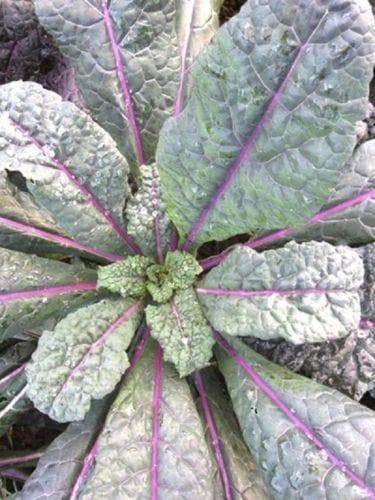Dazzling Blue Kale Seed - European Vegetables, Great for baby - Caribbeangardenseed