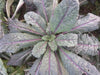 Dazzling Blue Kale Seed - European Vegetables, Great for baby - Caribbeangardenseed