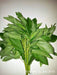Egyptian Spinach Seeds, a.k.a. Jute ,Saluyot, Molokhia, ,asian vegetable, very hardy, - Caribbeangardenseed