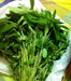 Egyptian Spinach Seeds, a.k.a. Jute ,Saluyot, Molokhia, ,asian vegetable, very hardy, - Caribbeangardenseed
