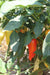 Giant Marconi Pepper Seeds 'Sweet Italian Vegetable,CAPSICUM annuum, - Caribbeangardenseed