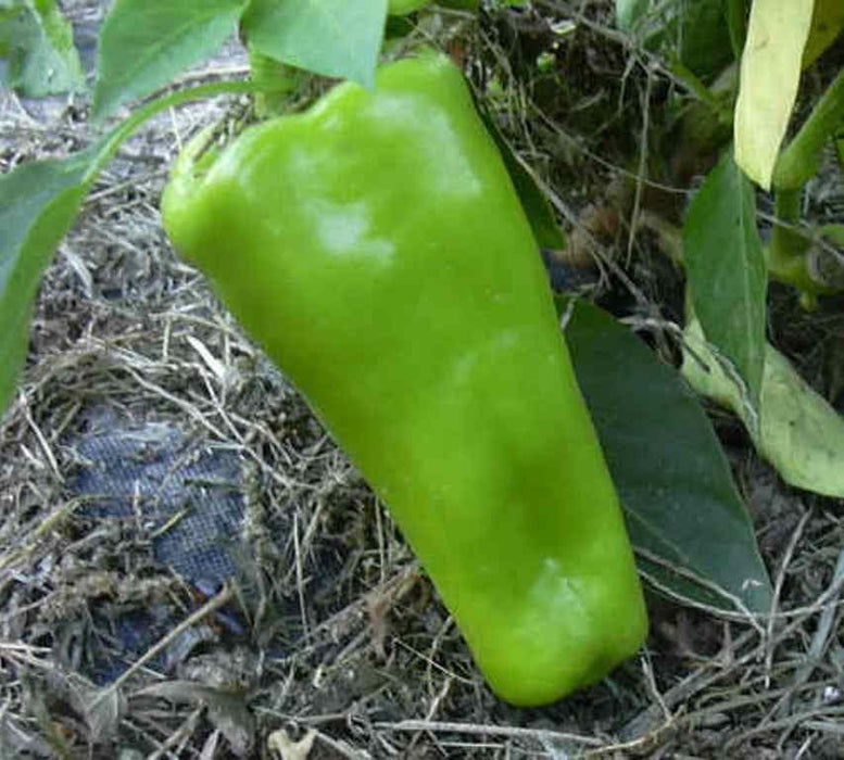 Giant Marconi Pepper Seeds 'Sweet Italian Vegetable,CAPSICUM annuum, - Caribbeangardenseed