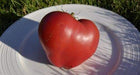 Heirloom Japanese Giant Oxheart -Tomato Seeds,Open Pollinated - huge, 1-2 lb. - Caribbeangardenseed
