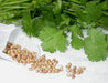 Cilantro Seeds (Coriander) Slow-Bolting Herb - Caribbeangardenseed