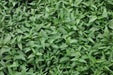 Water Spinach, Morning Glory, Asian Vegetable - Caribbeangardenseed