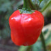 Malawi Piquante PEPPER SEED AKa . African Pickling Pepper - Caribbeangardenseed