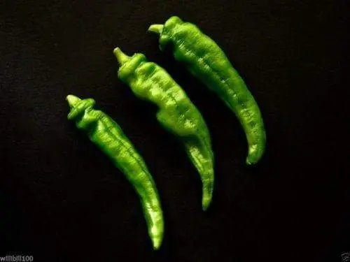 Manganji Pepper Seeds - Japanese Speciality Pepper ,Capsicum annuum, Asian Vegetable - Caribbeangardenseed