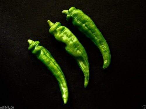 Manganji Pepper Seeds - Japanese Speciality Pepper ,Capsicum annuum, Asian Vegetable - Caribbeangardenseed