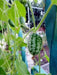 Mexican Sour Gherkin - Cucumber,Melothria scabra ,eaten fresh or pickled. - Caribbeangardenseed