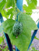 Mexican Sour Gherkin - Cucumber,Melothria scabra ,eaten fresh or pickled. - Caribbeangardenseed