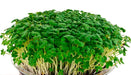 Mustard Microgreen - Spicy Brown, Grow Year round - Caribbeangardenseed
