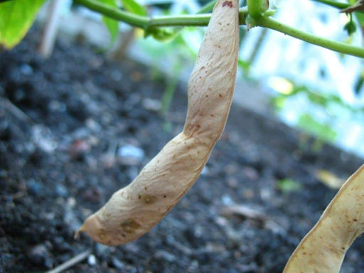 Orca Beans - (Bush/Dry Bean Seeds)shelling , unusual Heirloom from Mexico ( Phaseolus vulgaris) Also known as Yin/Yang bean. - Caribbeangardenseed