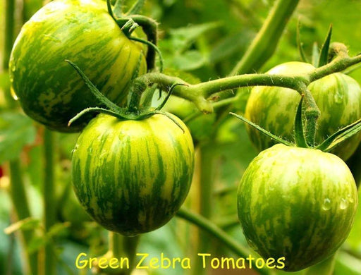 Organic Tomato Seeds, Green Zebra (Solanum lycopersicum) Open pollinated - Caribbeangardenseed