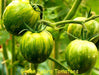 Organic Tomato Seeds, Green Zebra (Solanum lycopersicum) Open pollinated - Caribbeangardenseed