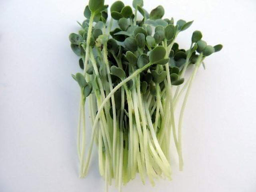 White Stem Radish SEEDS, Sprouts/Microgreens - ASIAN VEGETABLE - Caribbeangardenseed