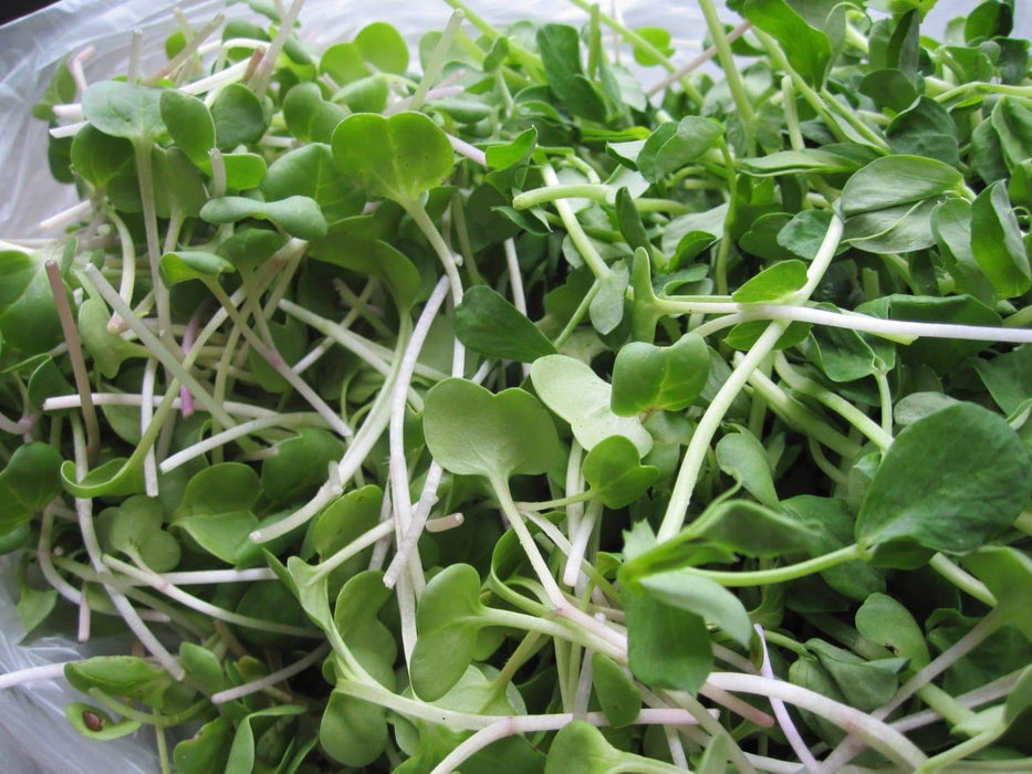 White Stem Radish SEEDS, Sprouts/Microgreens - ASIAN VEGETABLE - Caribbeangardenseed