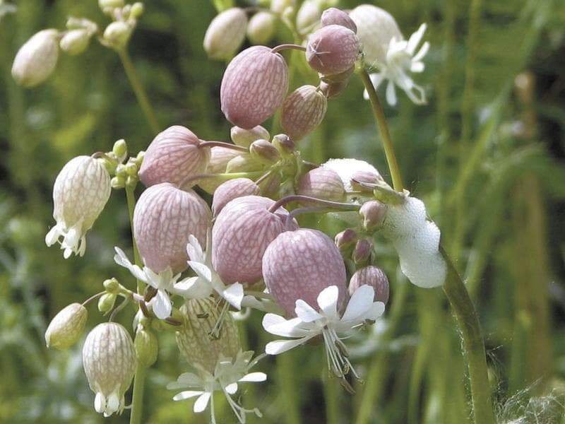 Stridolo Stridolo Seeds, a.k.a.Sculpit, (Silene inflata) very drought tolerant, Asian vegetable - Caribbeangardenseed