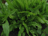 Pointed Leaf Taiwan Sword Leaf, lettuce SEEEDS. ASIAN VEGETABLE - Caribbeangardenseed