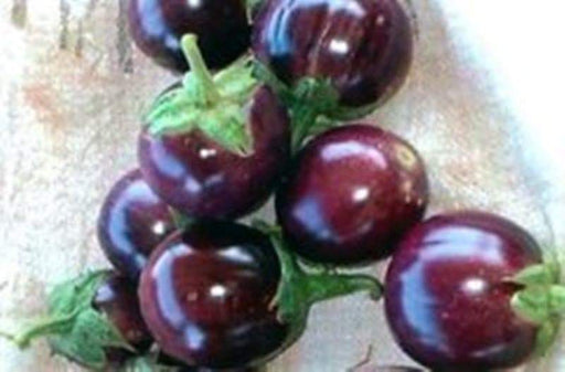 Round Purple" Thai Baby Eggplant Seeds " . Asian Vegetable - Caribbeangardenseed