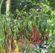 THAI DRAGON HOT CHILI ,PEPPER SEEDS (Capsicum annuum) Asian Vegetable - Caribbeangardenseed