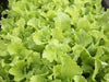 Chinese cabbages SEEDS.Tokyo Bekana, Asian Vegetable - Caribbeangardenseed