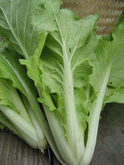 Chinese cabbages SEEDS.Tokyo Bekana, Asian Vegetable - Caribbeangardenseed