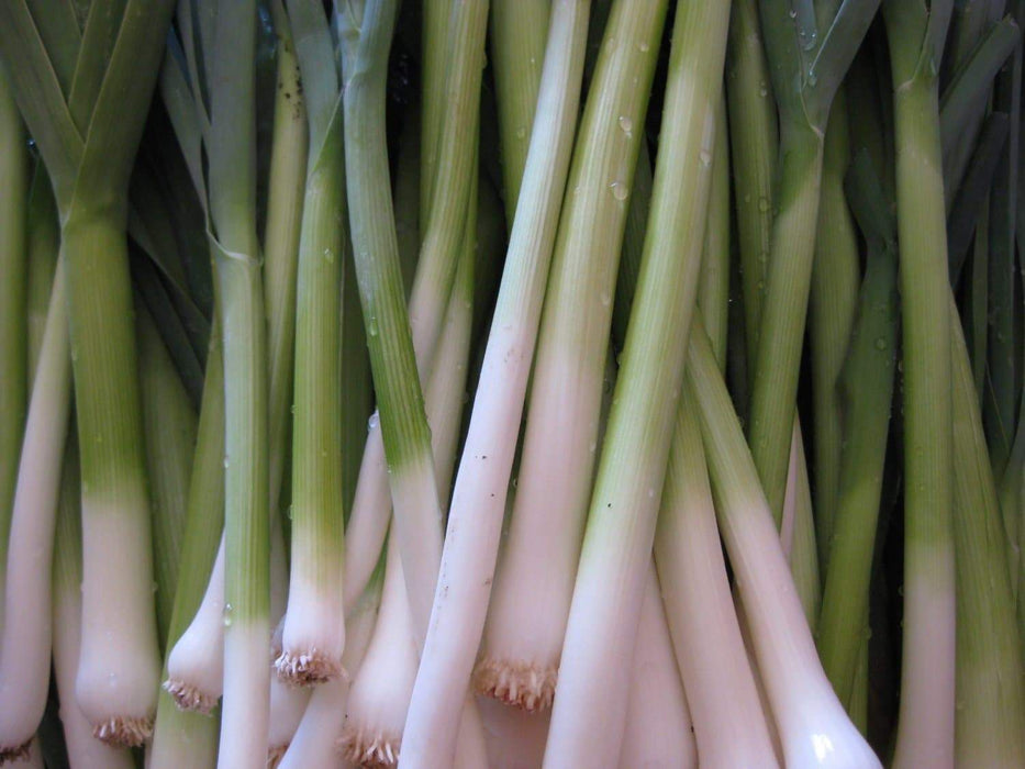 Tokyo Long White Bunching Onion SEEDS, - Asian Vegetables - Caribbeangardenseed