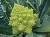 Cauliflower Seed, Veronica (F1) VEGETABLE - Caribbeangardenseed