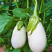 White Eggplant Seeds - " Casper " From France, Heavy yields of 5-6” Fruits. - Caribbeangardenseed
