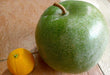 Winter Melon Seeds ,Asian vegetable - Caribbeangardenseed