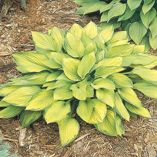 Hosta 'Gold Standard' (1 Bareroot Plant) Garden flowers, shade perennial - Caribbeangardenseed