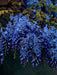 Blue Chinese Wisteria Plant - Perennial Shrub, climbing vine - Caribbeangardenseed