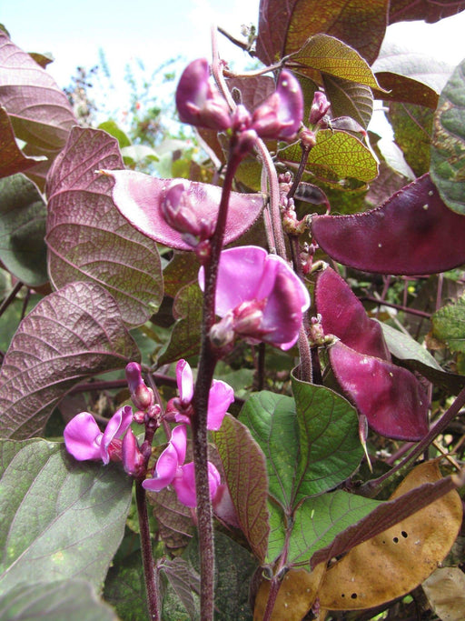 Purple Lablab purpureus BEAN VINE ~Asian Vegetable ,Flowers Vine - Caribbeangardenseed
