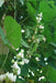 White Lablab purpureus Seeds ,Asian Vegetable, Flowers Vine - Caribbeangardenseed