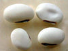 Japanese Sword Bean Seeds - White - Shironata Mame - Caribbeangardenseed