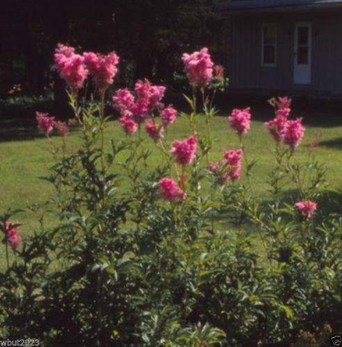 Queen of the Prairie Seeds - Filipendula rubra - Beautiful, US Native Wildflower - Caribbeangardenseed