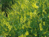 Sweet Clover,Honey,Wildlife Food Plots,Pastures,Hay Green Manure And Covercrops! - Caribbeangardenseed