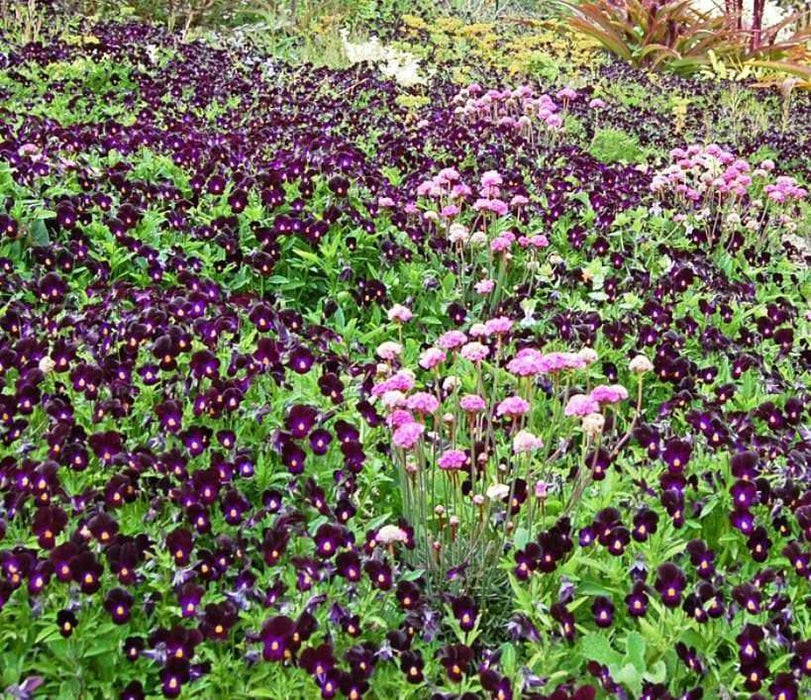 Viola Seeds- King Henry - Velvety, Violet Purple Blooms ! - Caribbeangardenseed