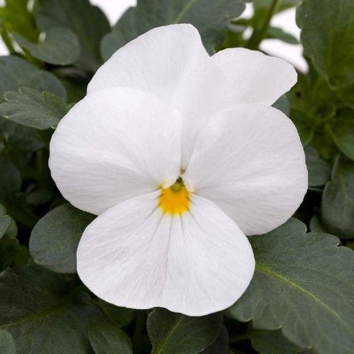 Viola Flowers Seeds - White Perfection , Horned Violet or Tufted Pansy - Caribbeangardenseed