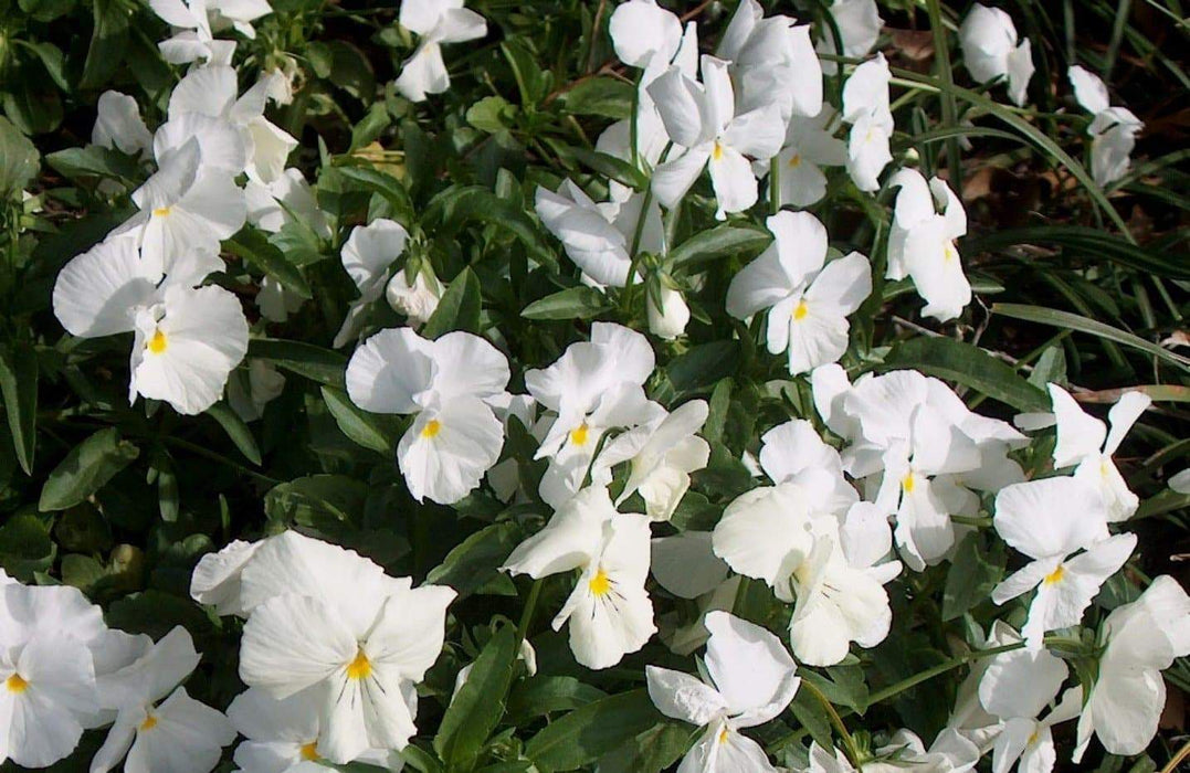 Viola Flowers Seeds - White Perfection , Horned Violet or Tufted Pansy - Caribbeangardenseed