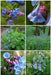 Virginia Bluebells flowers seed, Mertensia virginica, Native Perennial ! - Caribbeangardenseed