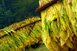 Virginia Bright Leaf TOBACCO SEEDS,Nicotiana tabacum - Caribbeangardenseed