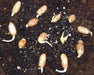 Virginia Peanuts , Untreated Seeds,Organically Grown ! - Caribbeangardenseed