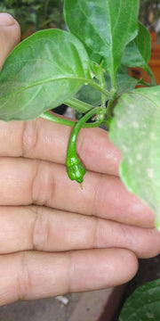 Genghis Khan Brain Pepper Seeds (Capsicum chinense) Super hot - Caribbeangardenseed