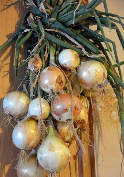 Walla Walla Sweet Onion Seeds - Organic Non-GMO - Open-Pollinated, - Caribbeangardenseed