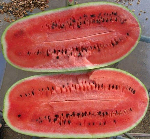 Charleston-Grey, Watermelon Seeds, VINE - Caribbeangardenseed